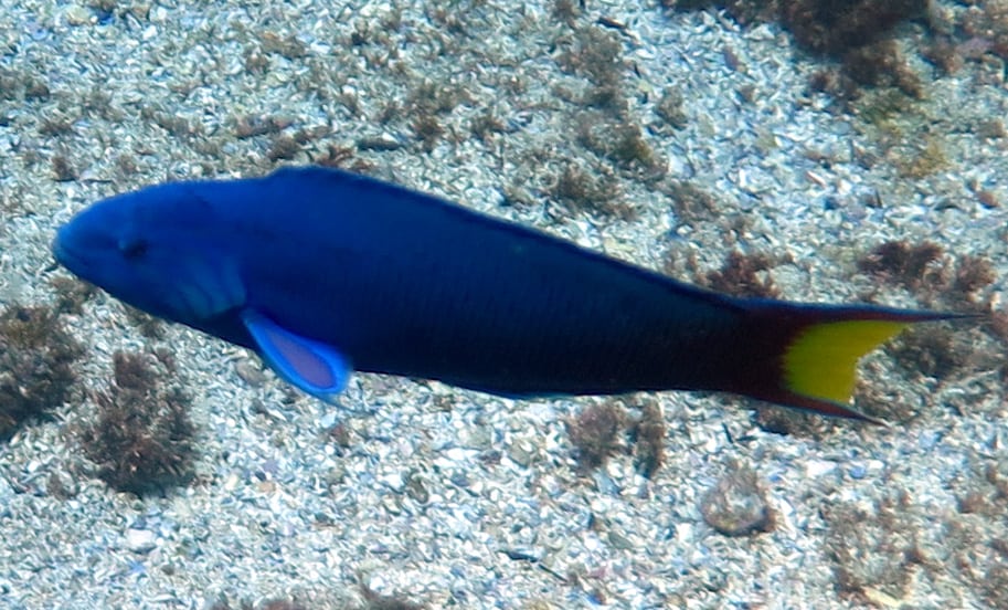 Moon Wrasse (Thalassoma Lunare) NSW