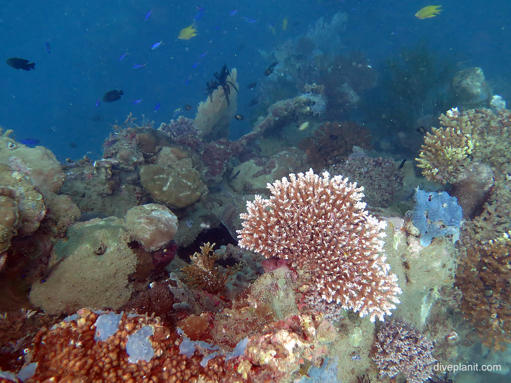 Solomon Islands has plenty of Wreck Diving for Recreational Divers