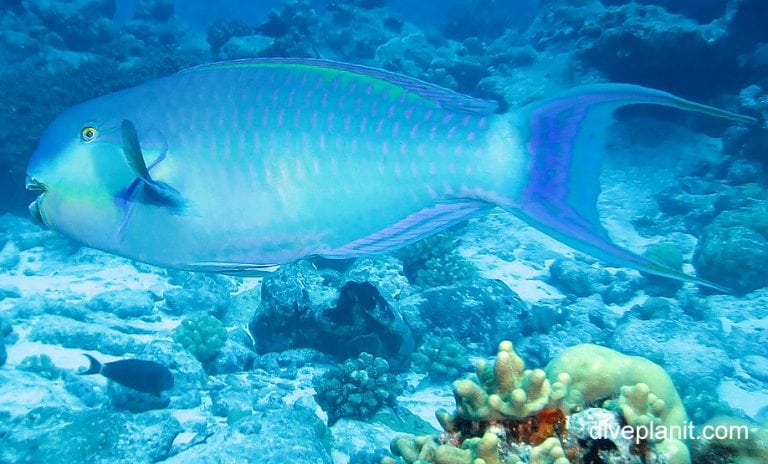 Steephead Parrotfish (Chlorurus microrhinus) CKI