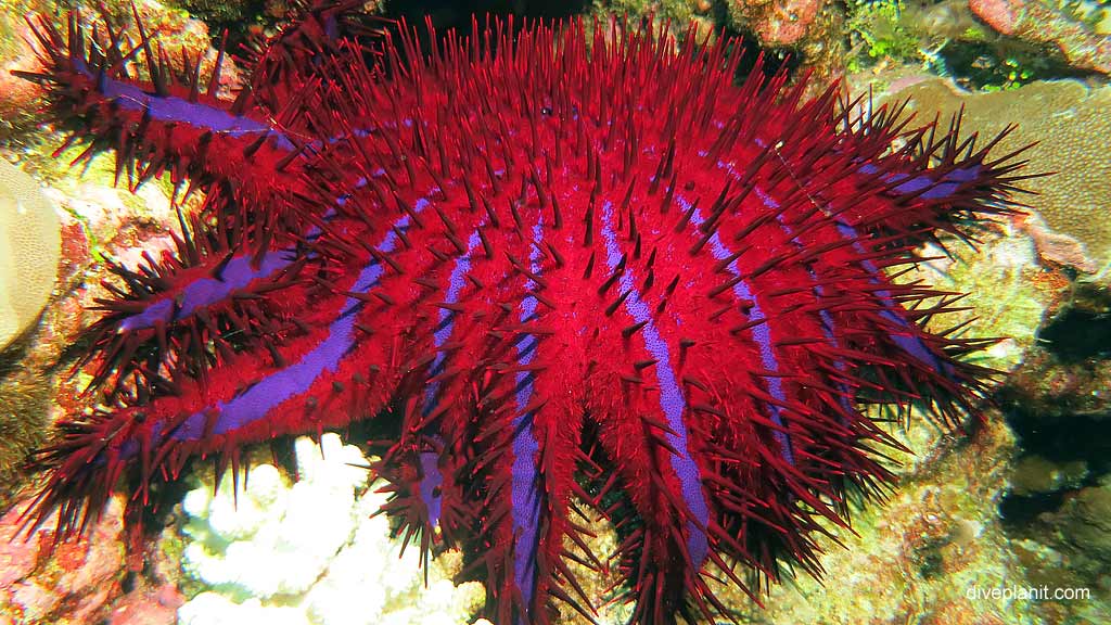 The Fight Against the Crown of Thorns Seastar