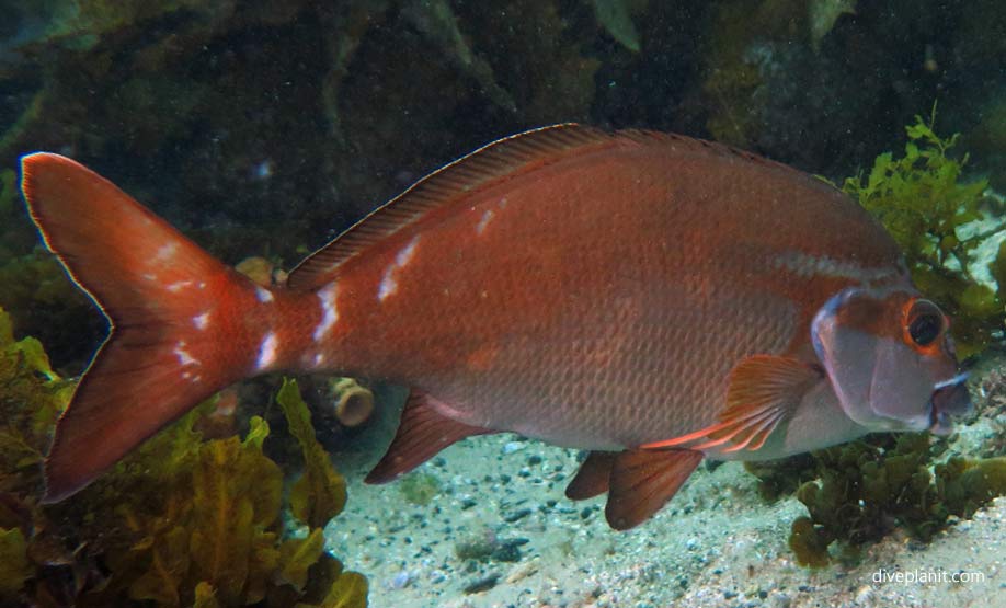 Red Morwong (Cheilodactylus fuscus) SYD