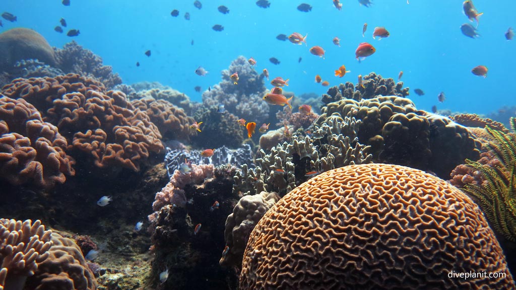 Coral Garden Anda Bohol Philippines