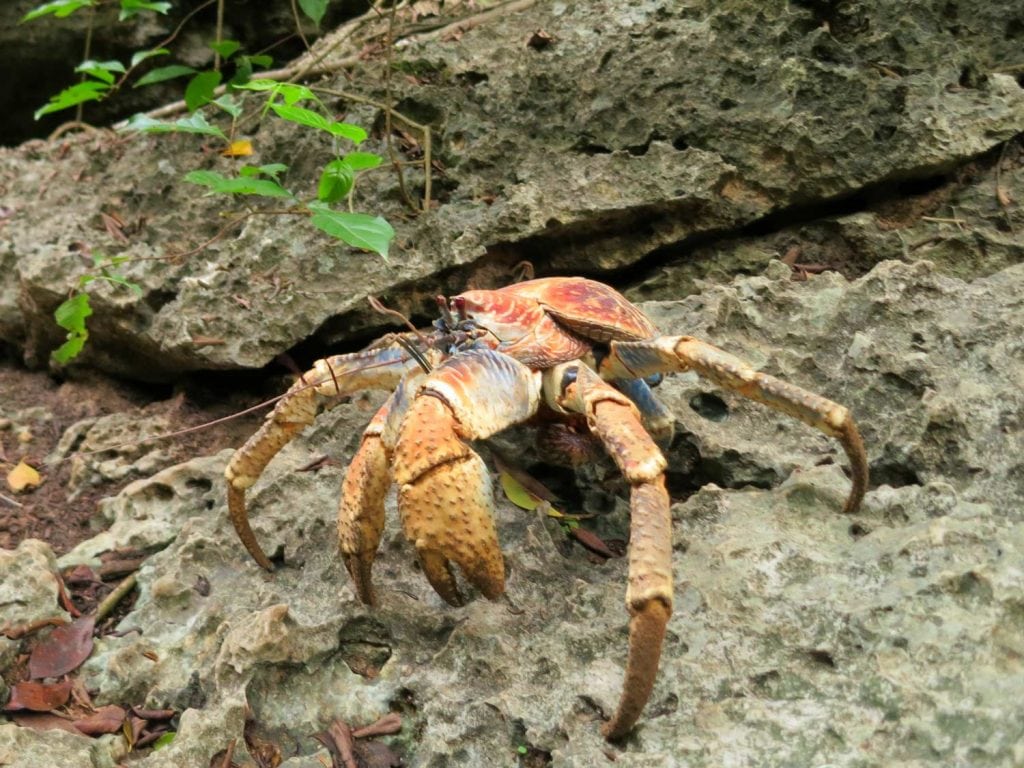 Hermit Crab: part of Australia's biodiverse marine life