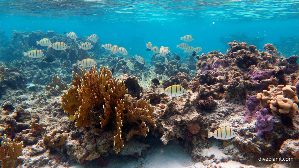 Rarotonga diving and snorkelling