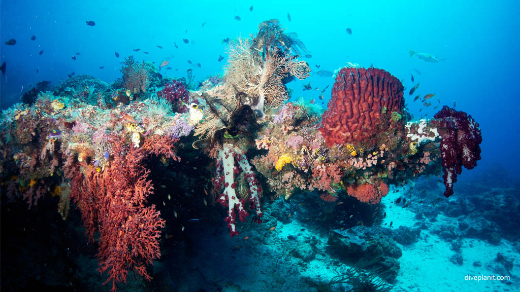  Diving Sardine Reef Raja Ampat Indonesia