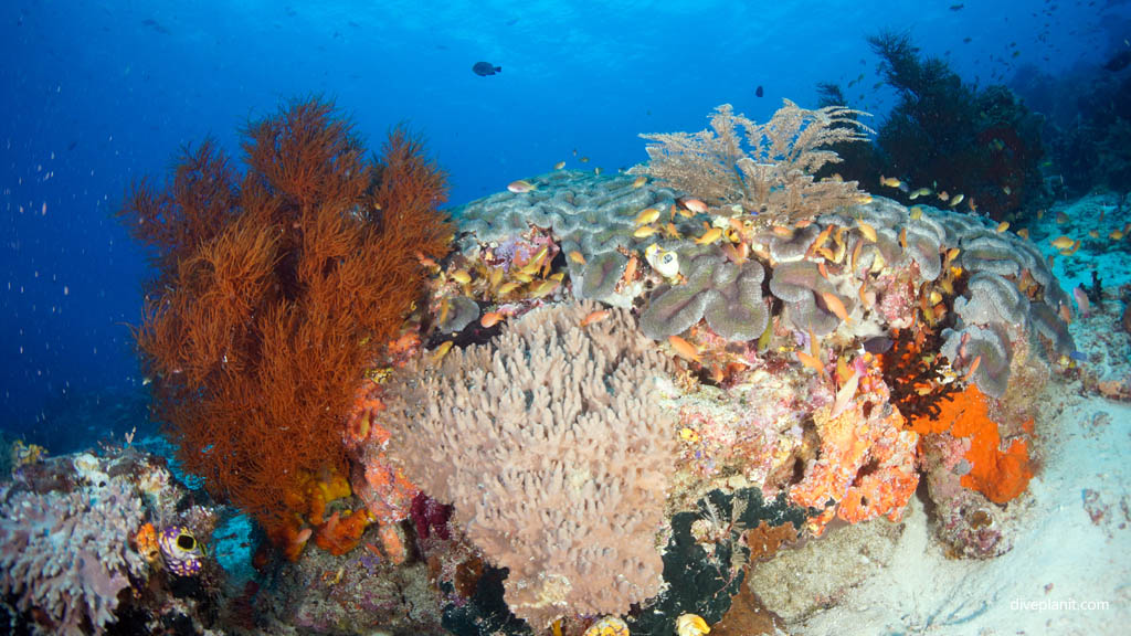  Diving Sardine Reef Raja Ampat Indonesia