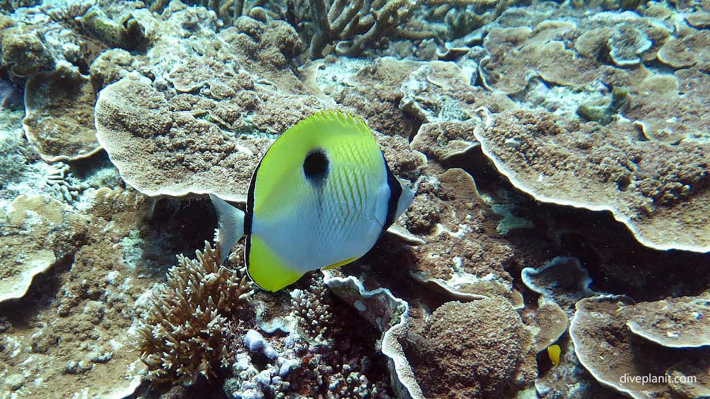 Tenements Heron Island Southern Great Barrier Reef