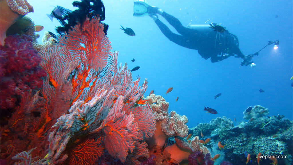 Rainbows End Rainbow Reef, Taveuni, Fiji