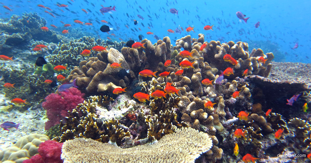What makes Rainbow Reef always so Spectacular?