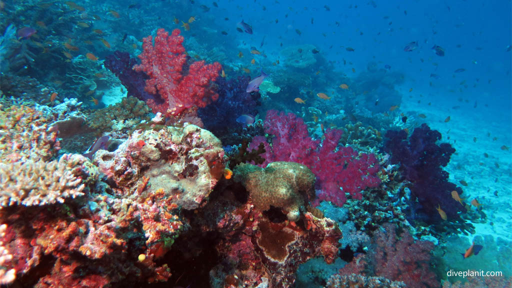 Rainbows End Rainbow Reef, Taveuni, Fiji