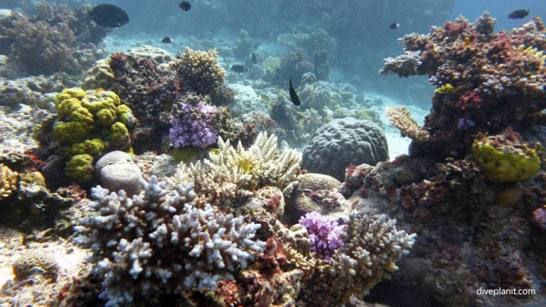 Ribbon Reef 9 on the Great Barrier Reef Queensland