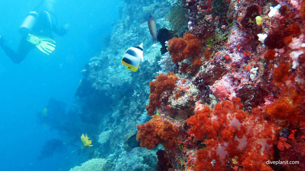 Beqa Lagoon Resort Dive Centre, Beqa Island, Fiji Islands