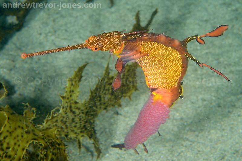 Sydney Dive Sites Our Pick Of The Best Shore Dives In Sydney