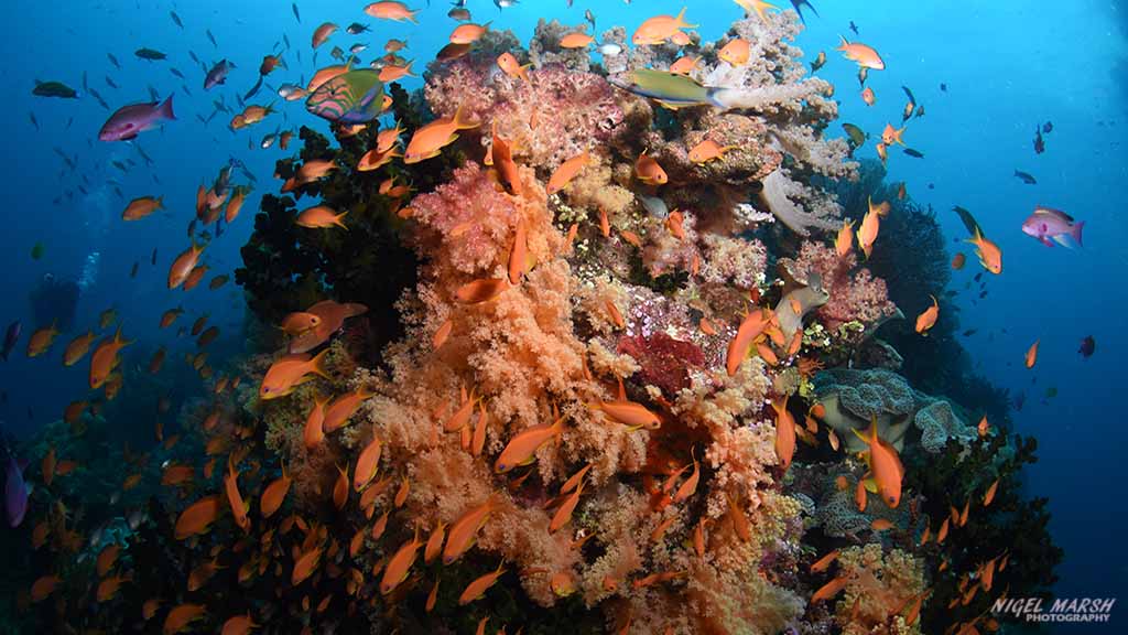 The rich reefs of Bligh Water, Fiji - soft coral paradise