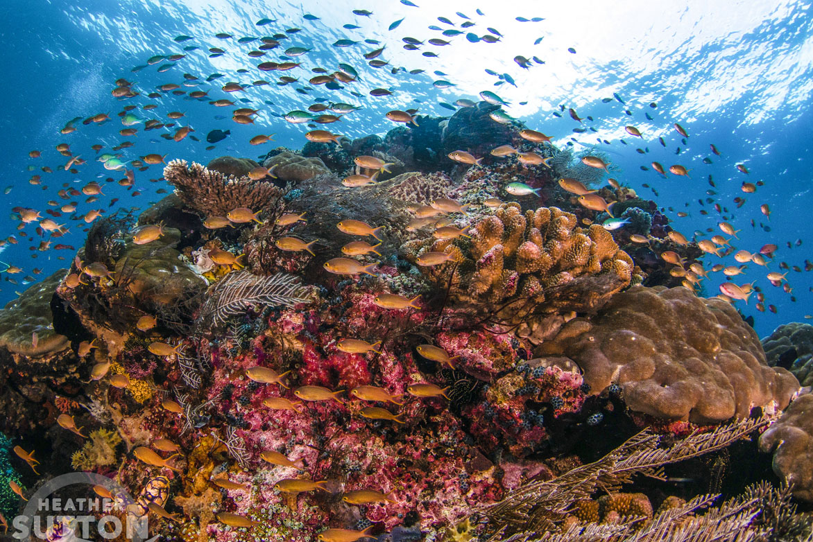 Raja Ampat – dive liveaboard or dive resort - pros and cons of each