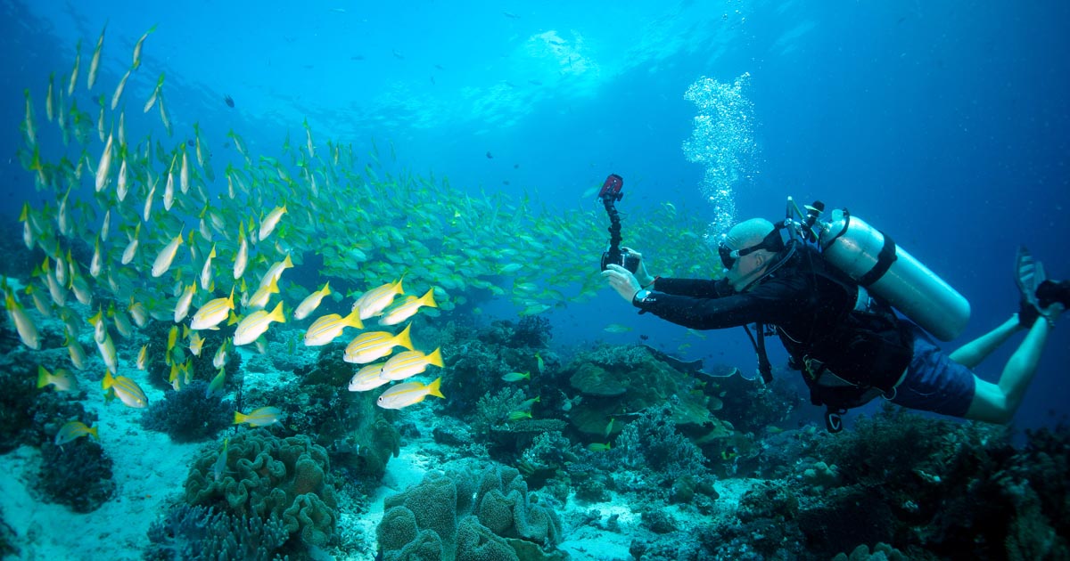 Diving Mioskon Raja  Ampat  Indonesia 