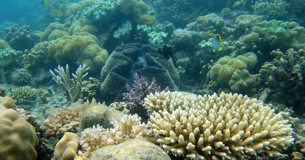 Is the Great Barrier Reef dead? Lizard Island coral reef recovery