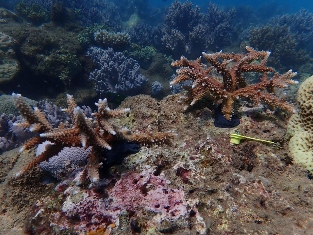 Reef Restoration Foundation Successfully Plants Coral On Great Barrier Reef