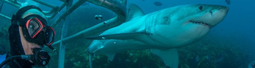 Rodney Fox Expeditions great white shark cage diving South Australia