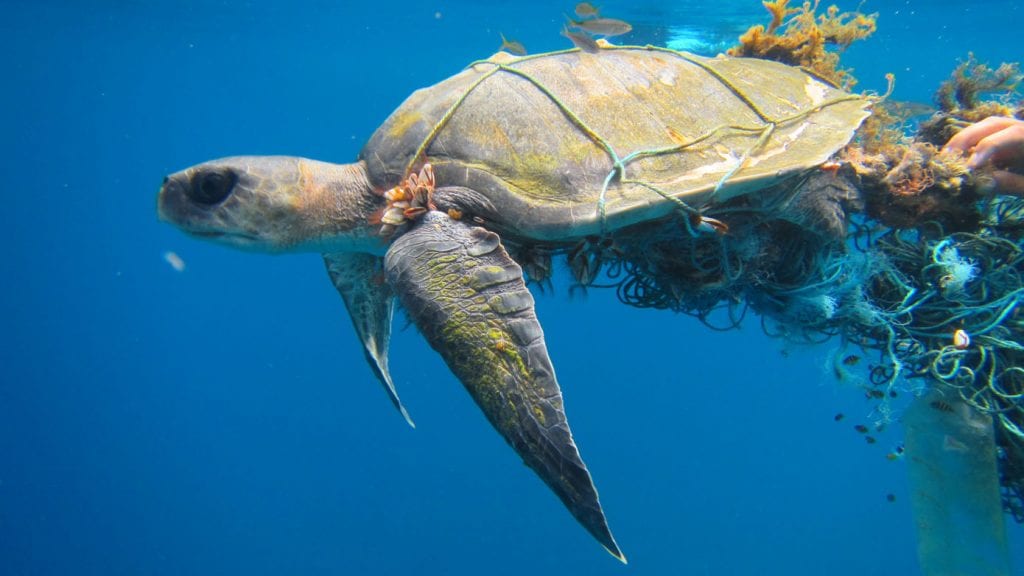 Saving the Maldives’ sea turtles: why we need hospitals, not hatcheries.