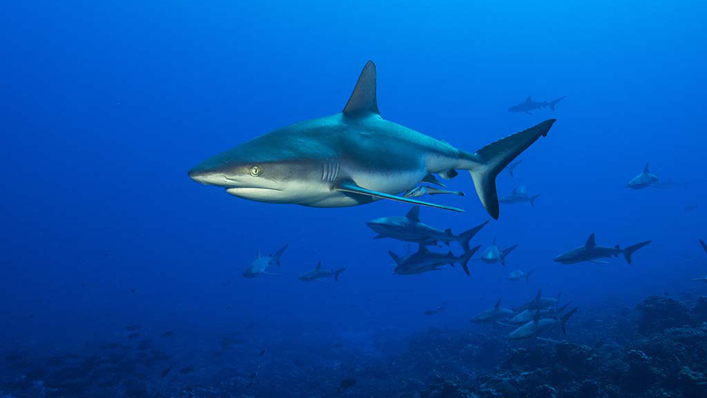 Diving French Polynesia | French Polynesia Liveaboards