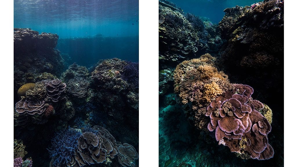 Three reasons to Dive Tanna, Vanuatu's undiscovered underwater Eden