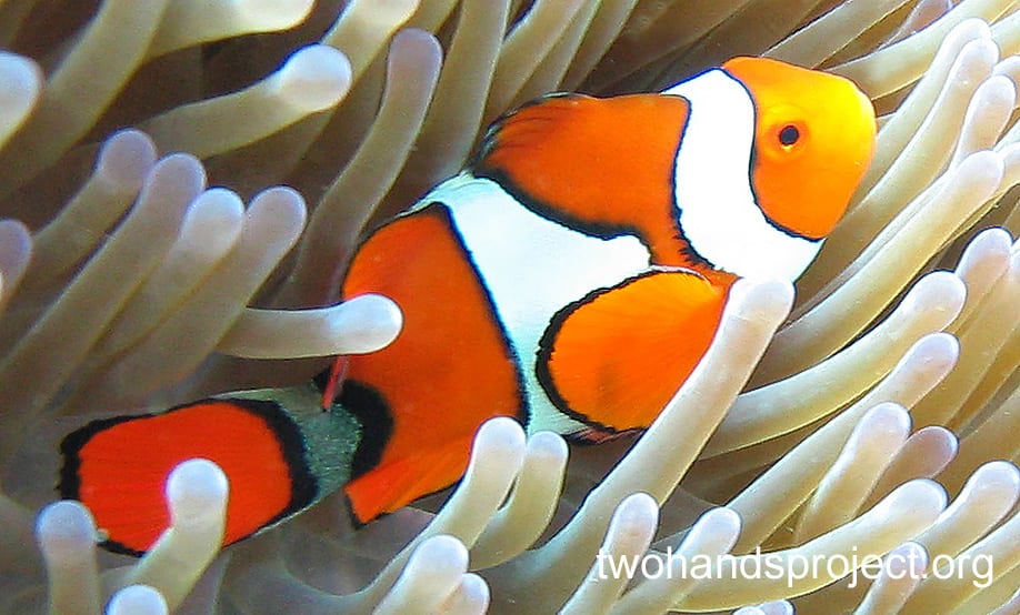 Eastern Clown Anemonefish, Great Barrier Reef