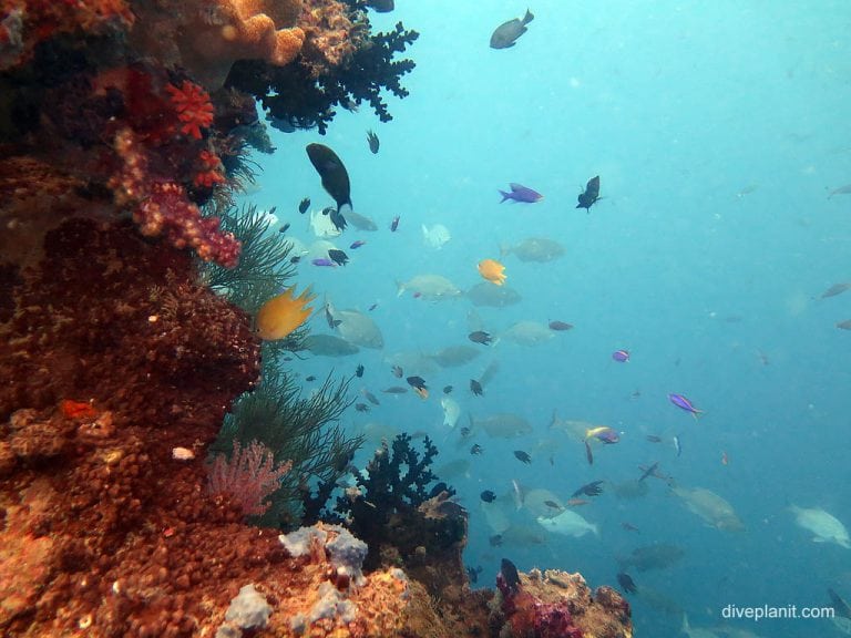 Hirokawa Maru (Bonegi 1) Wreck Dive, Honiara, Solomon Islands