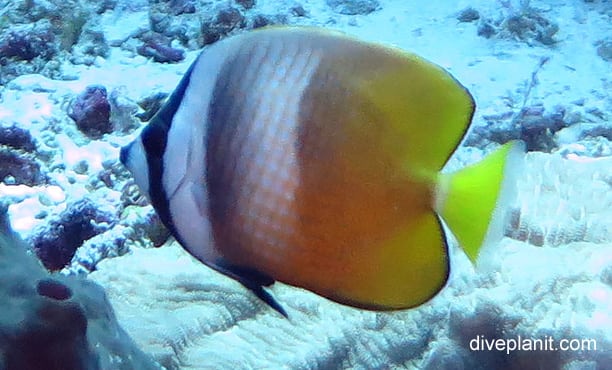 Kleins Butterflyfish (Chaetodon kleinii) THL