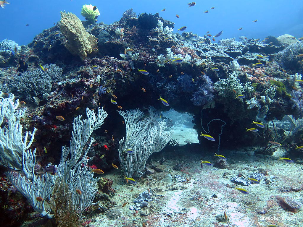 Diving Similan Islands & Surin Islands | Similan Islands Liveaboards