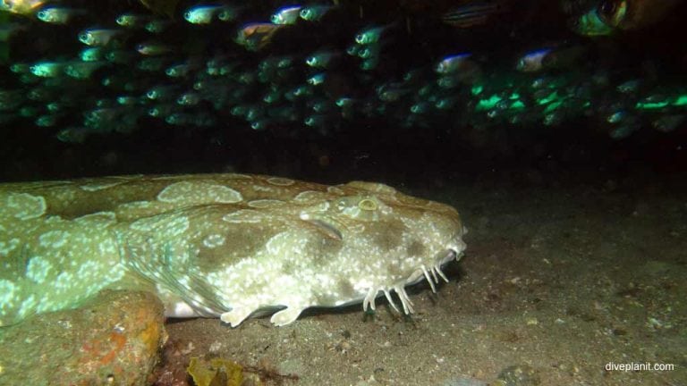 Diving Port Stephens: Cabbage Tree island