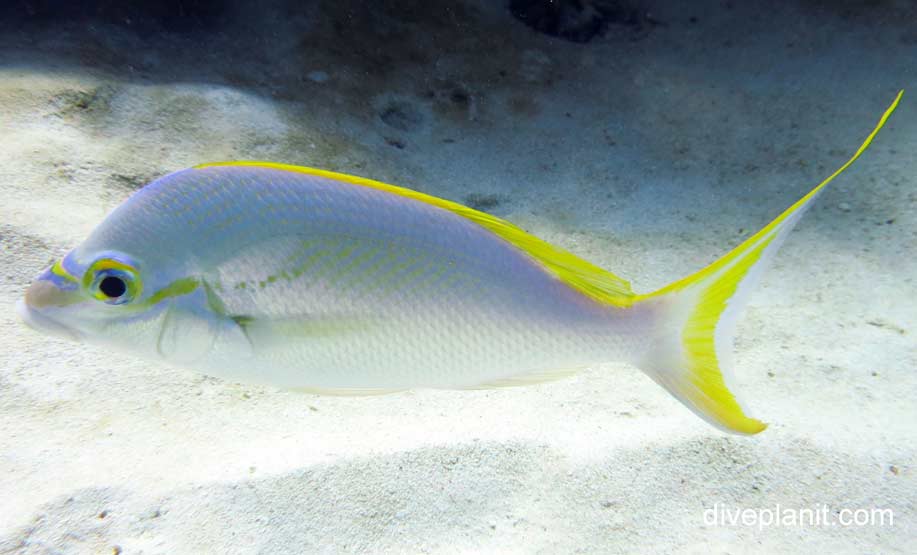 Monogram Monocle Bream (Scolopsis monogramma) HER