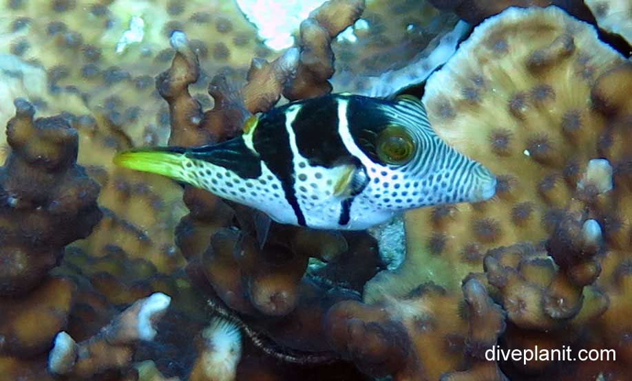 Blacksaddle Toby (Canthigaster valentini) THL