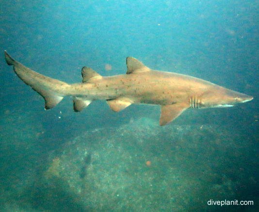 Grey Nurse Shark (Carcharius taurus) NSW