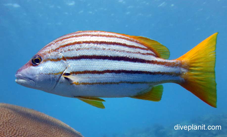 spanish-flag-snapper-lutjanus-carponotatus-gbr