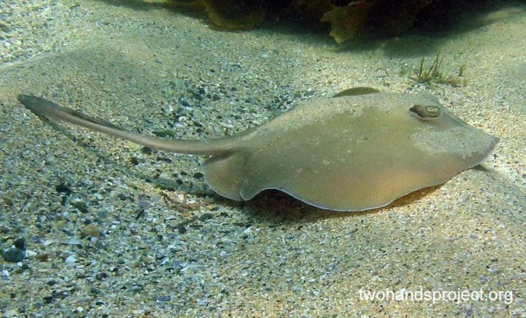 https://www.diveplanit.com/wp-content/uploads/2015/03/Stingarees-Common-Stingaree-Trygonoptera-testacea-AUS-2HP-0010-768x464.jpg