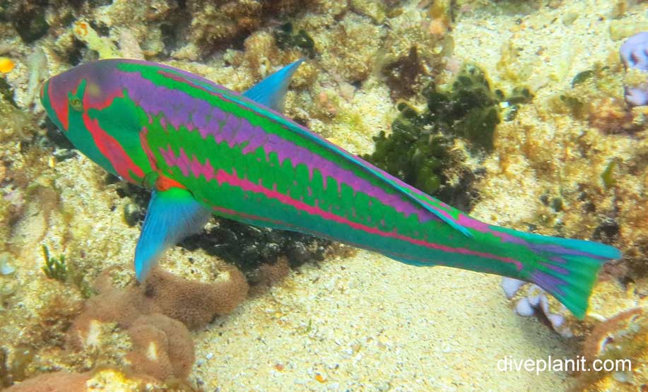 Surge Wrasse (Thalassoma purpureum) LHI