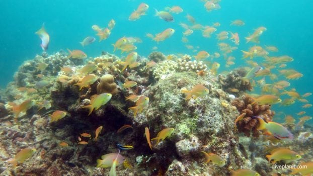 Pescador Island Moalboal Cebu Philippines