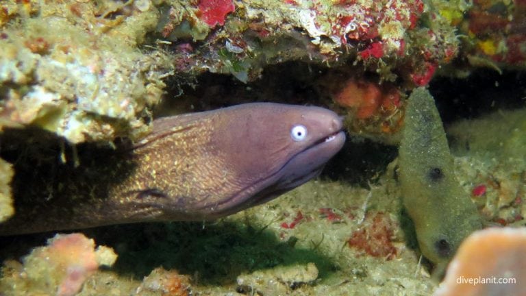 Pescador Island Moalboal Cebu Philippines