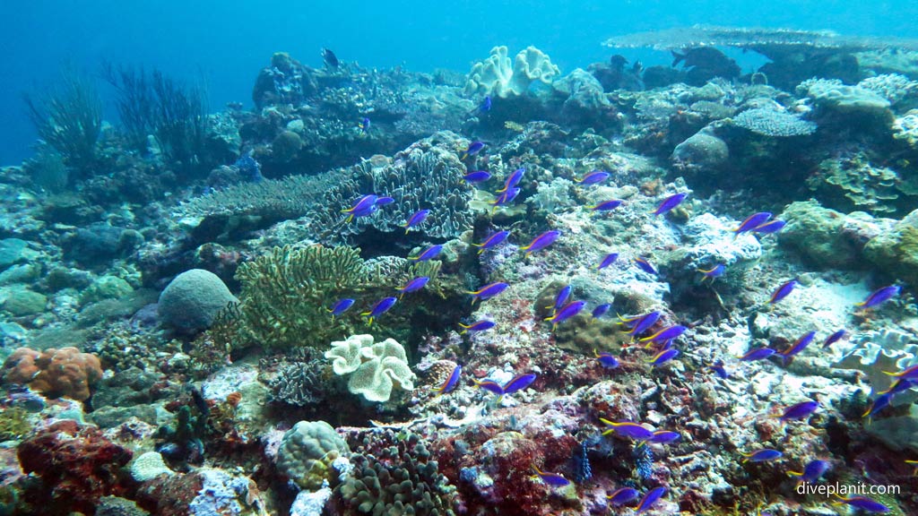 Dive Munda Dive Centre Solomon Islands / Solomons
