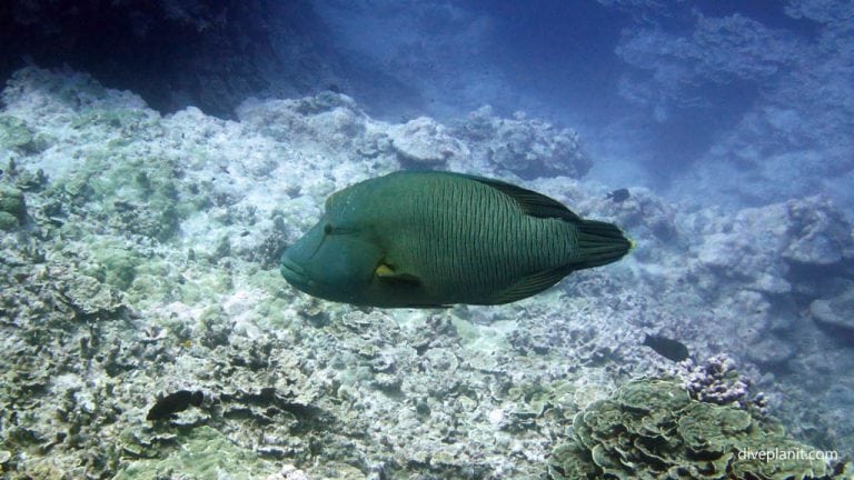 Arutanga Passage Dive Site Aitutaki Cook Islands