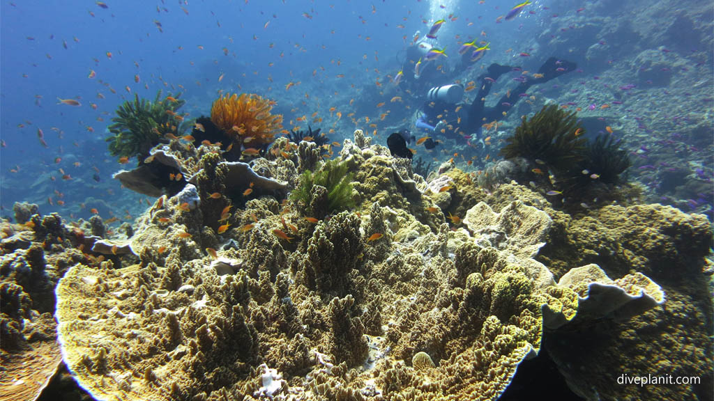 Barracuda Point Dive Site, Tawali, Milne Bay, PNG