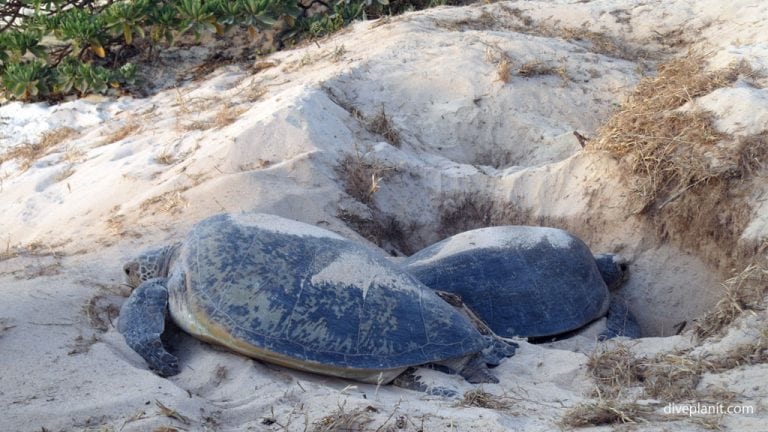 Lady Elliot Island has mantas, turtles and whales