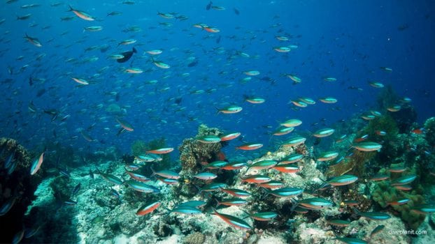 Diving Sardine Reef, Raja Ampat, Indonesia