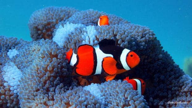 Clownfish – Nemo and his many cousins in the Solomon Islands