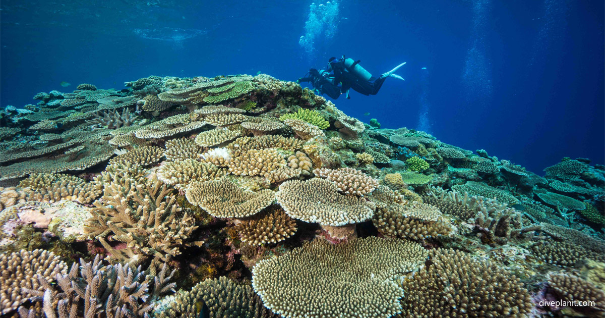 Umanzaki Dive Site, Kerama Islands, Japan