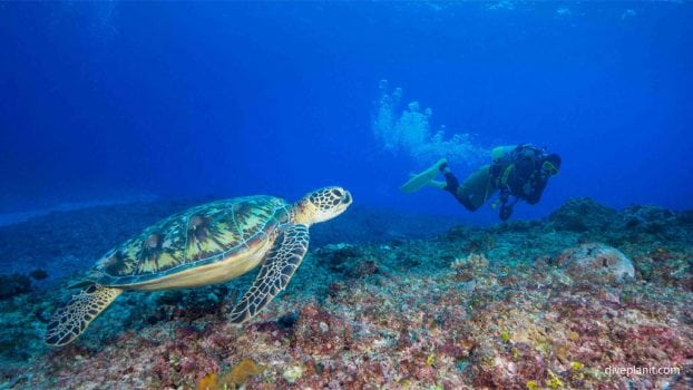 Ten reasons to visit Okinawa – Scuba Diving for one!