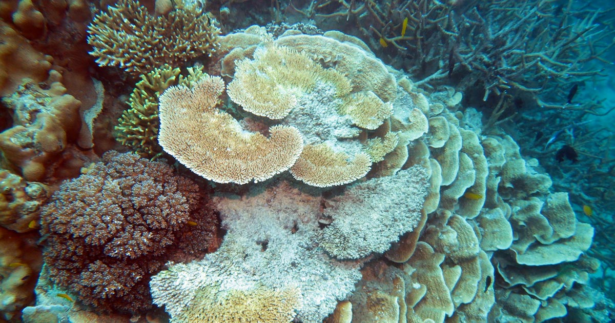 Coral at Hardy Reef on the Great Barrier Reef