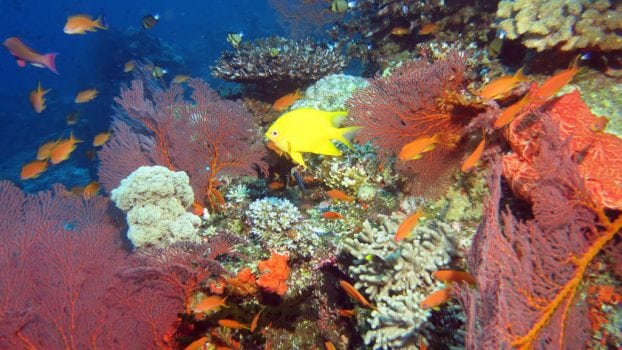 Diving Instant Replay dive site, Vatu-i-ra, Fiji with Ra Divers