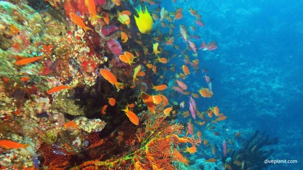 Diving Vatu Express Dive Site, Vatu-i-ra, Fiji With Ra Divers